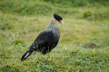 Caracara huppé, Caracara plancus, Patagonie, Argentine