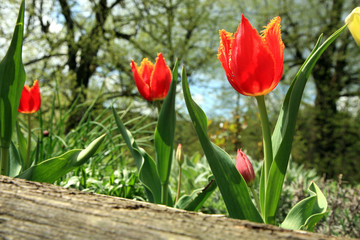 Red parrot tulips on garden terrace, early spring.