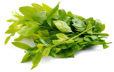 Melientha on white background.