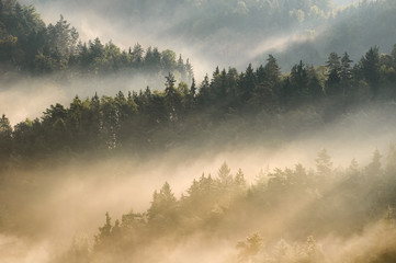 Foggy Rays, Bohemian Switzerland National Park, Czech republic.