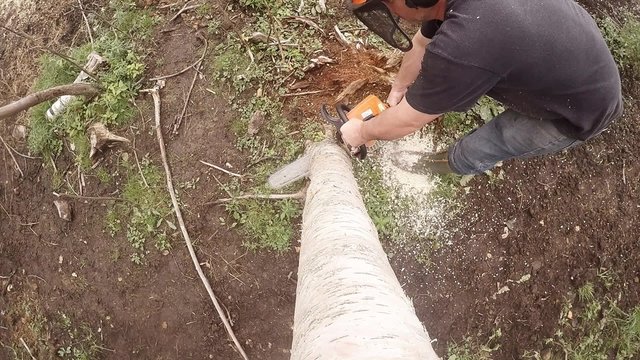 Chopping down a tree (filmed from the tree's point of view)