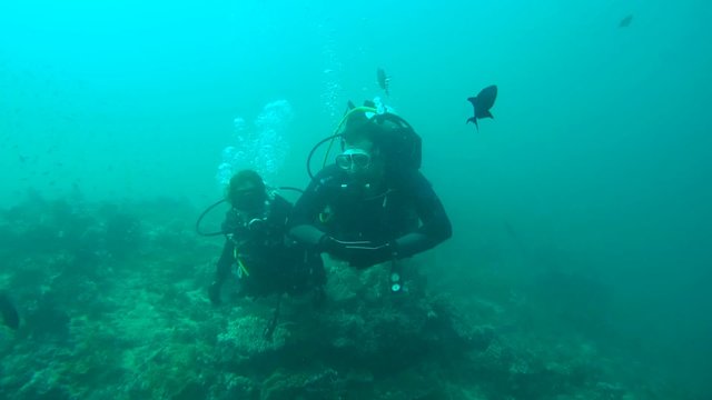 Scuba divers, man and woman swimming near the coral reef, elongated unicornfish (Naso lopezi) floating above their heads sopravazhdaya them, Indian Ocean, Maldives
