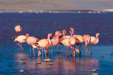 Pink flamingos at "Laguna Colorada" on the Bolivian Andes