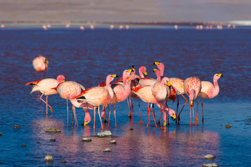 Fototapeta premium Pink flamingos at 
