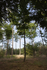 Waldlichtung
