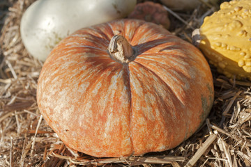 Orange variety of pumpkin