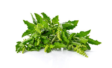 Fototapeta premium Basil leaves on white background.