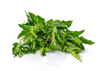 Basil leaves on white background.