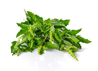 Basil leaves on white background.