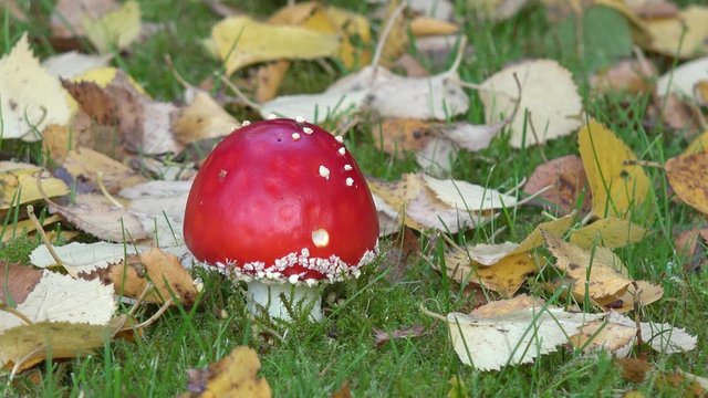 Fliegenpilz auf der Wiese