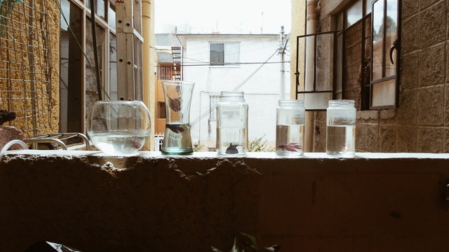 Peceras en la repisa