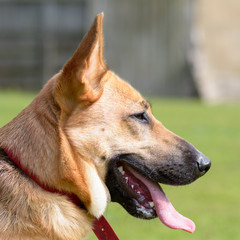 Cross-breed dog portrait