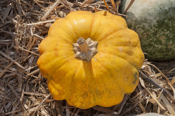Yellow variety of pumpkin