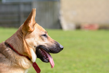 Cross-breed dog portrait