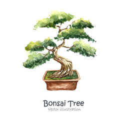 Tree Bonsai - 93019870