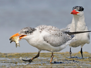 Young Caspian Tern with a fish and adult bird - 93020228