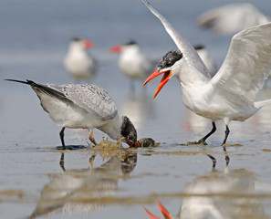 Adult Caspian Tern feeds baby bird