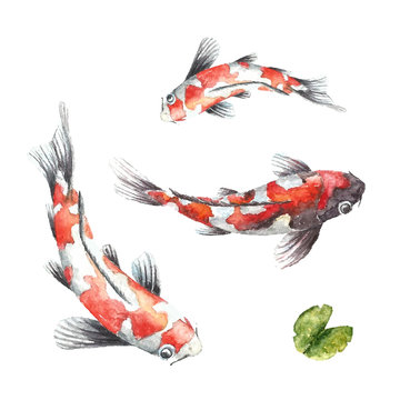 Three Koi fish on white background