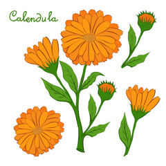The flower of calendula