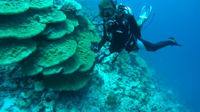 Woman diver looks at a large coral, Indian Ocean, Maldives
