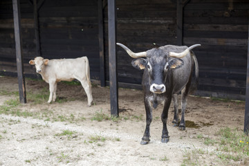 Vaca tudanca defendiendo a su ternero