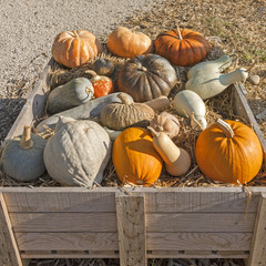 Colorful variety of pumpkins (gourds and squashes)