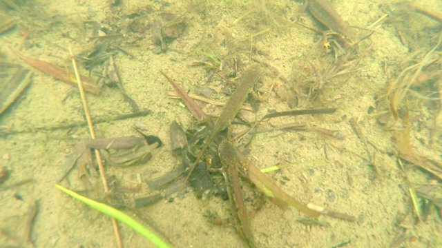 underwater life of the Carpathian and Alpine newts and other aquatic creatures. only in the mating season, they crawl out of their secret refuge in underground burrows 
