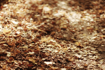 background autumn leaves in the park, nature