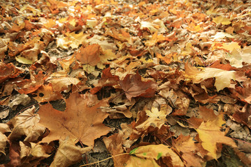 Autumn texture of yellow fallen leaves