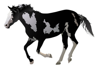 illustration of a black and white horse loping on white background