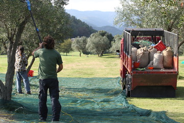Un gruppo di contadini fanno la raccolta delle olive