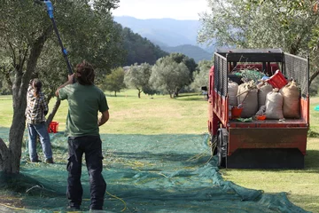 Fototapeten Un gruppo di contadini fanno la raccolta delle olive © Giovanni Cardillo