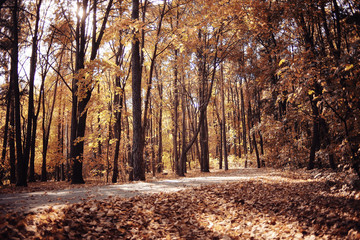 background trees in the forest