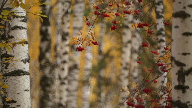 autumn gold colored leaves with rowan