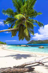 pure tropics. white sand, palm-tree, azure sea