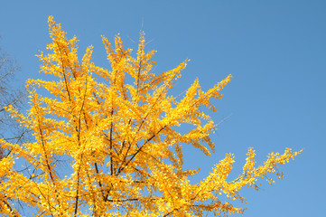 Fototapeta na wymiar Ginkgo biloba (maidenhair tree) in autumn colors against the blue sky, 
