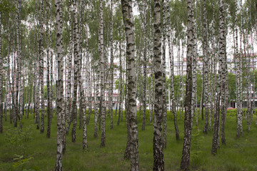 Spring in birch grove