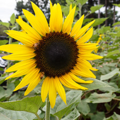 sunflower in the field