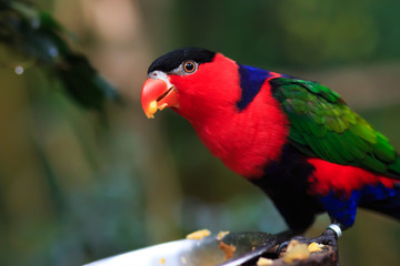 Portrait of A single Tricolor Parrot, Lorius Lory, eating fruits in natural surroundings