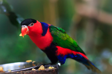 Portrait of A single Tricolor Parrot, Lorius Lory, eating fruits in natural surroundings © Maria Shchipakina