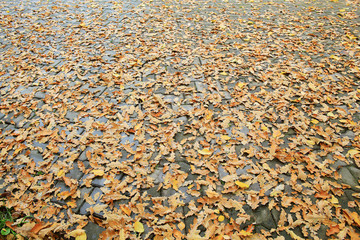 background of fallen leaves on the asphalt in the city