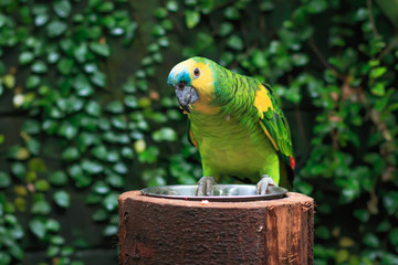 Single Blue-Fronted Parrot Amazon (Amazona aestiva) closeup