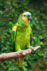 Single Blue-Fronted Amazon Parrot (Amazona aestiva) sitting on a tree branch