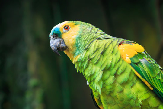 Single Blue-Fronted Amazon Parrot (Amazona aestiva) closeup