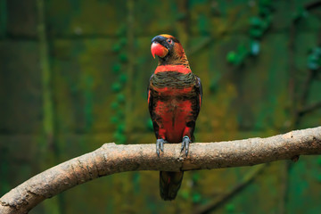 Single dusky lory (Pseudeos fuscata) on a tree branch 