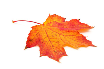 autumn maple leaf isolated on white background