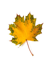 autumn maple leaf isolated on white background