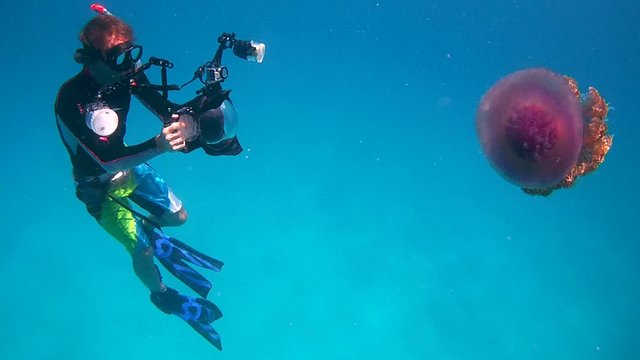 Underwater photographer shooting Cauliflower jellyfish (Cephea cephea)  