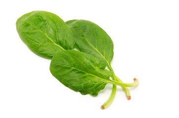 Spinach on a white background