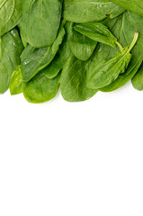 Spinach on a white background